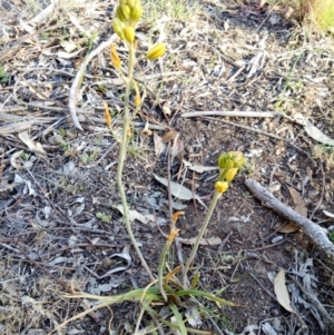 Bulbine sp. at Gundaroo, NSW - 30 Oct 2018 05:20 PM