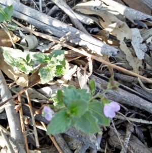 Veronica calycina at Gundaroo, NSW - 30 Oct 2018 05:20 PM