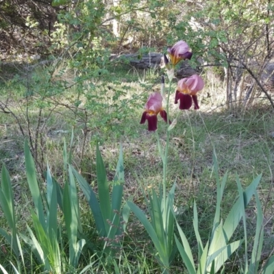 Iris germanica (Tall Bearded Iris) at Jerrabomberra, ACT - 30 Oct 2018 by Mike