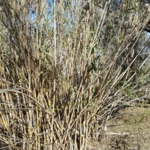 Arundo donax at Isaacs Ridge - 30 Oct 2018 04:49 PM