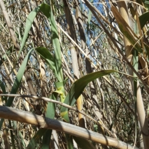 Arundo donax at Isaacs Ridge - 30 Oct 2018