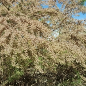 Tamarix sp. at Jerrabomberra, ACT - 30 Oct 2018 04:14 PM