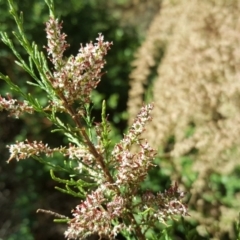 Tamarix sp. at Jerrabomberra, ACT - 30 Oct 2018