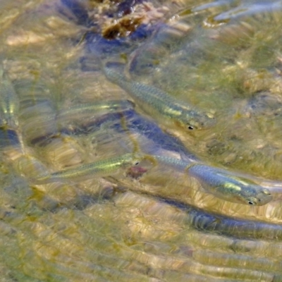 Gambusia holbrooki (Gambusia, Plague minnow, Mosquito fish) at Gordon, ACT - 30 Oct 2018 by RodDeb