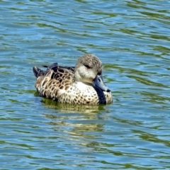 Anas gracilis (Grey Teal) at Gordon, ACT - 30 Oct 2018 by RodDeb