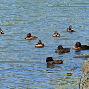 Aythya australis at Gordon, ACT - 30 Oct 2018