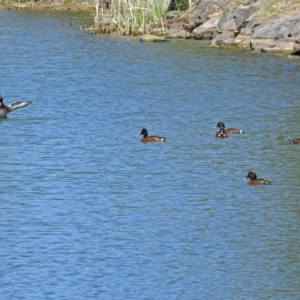 Aythya australis at Gordon, ACT - 30 Oct 2018