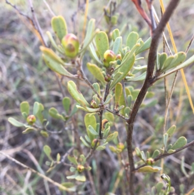 Hibbertia obtusifolia (Grey Guinea-flower) at Umbagong District Park - 30 Oct 2018 by LWenger