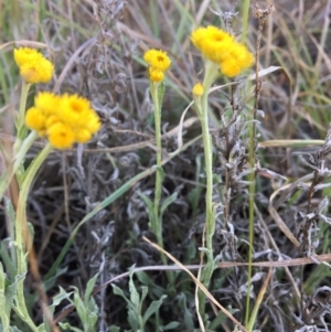 Chrysocephalum apiculatum at Latham, ACT - 30 Oct 2018