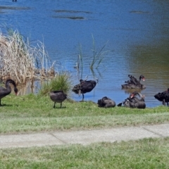 Cygnus atratus (Black Swan) at Gordon Pond - 30 Oct 2018 by RodDeb