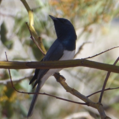 Myiagra rubecula (Leaden Flycatcher) at Woodstock Nature Reserve - 30 Oct 2018 by Christine