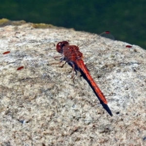 Diplacodes bipunctata at Gordon, ACT - 30 Oct 2018