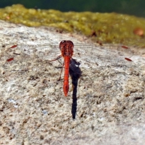 Diplacodes bipunctata at Gordon, ACT - 30 Oct 2018 12:18 PM