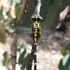 Hemigomphus heteroclytus (Stout Vicetail) at Dunlop, ACT - 30 Oct 2018 by Christine