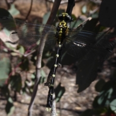 Hemigomphus heteroclytus at Dunlop, ACT - 30 Oct 2018