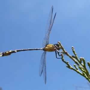 Hemigomphus heteroclytus at Dunlop, ACT - 30 Oct 2018