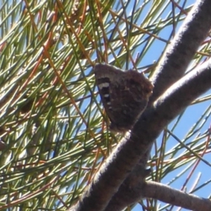 Ogyris amaryllis at Strathnairn, ACT - 30 Oct 2018 12:49 PM