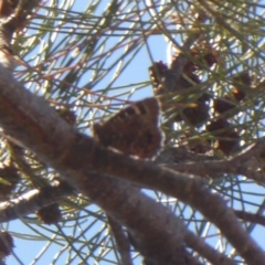 Ogyris amaryllis at Strathnairn, ACT - 30 Oct 2018 12:49 PM