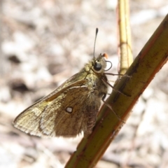 Trapezites luteus (Yellow Ochre, Rare White-spot Skipper) at Dunlop, ACT - 30 Oct 2018 by Christine