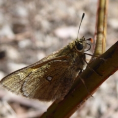 Trapezites luteus at Dunlop, ACT - 30 Oct 2018