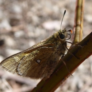 Trapezites luteus at Dunlop, ACT - 30 Oct 2018 11:58 AM