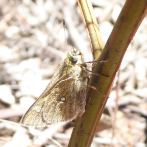 Trapezites luteus at Dunlop, ACT - 30 Oct 2018 11:58 AM