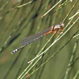 Xanthagrion erythroneurum at Gordon, ACT - 30 Oct 2018 12:20 PM