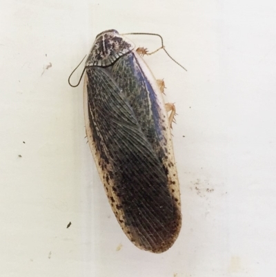 Calolampra sp. (genus) (Bark cockroach) at Hughes, ACT - 30 Oct 2018 by ruthkerruish