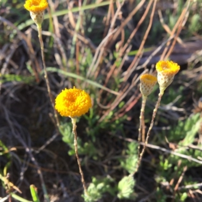 Leptorhynchos squamatus (Scaly Buttons) at Umbagong District Park - 30 Oct 2018 by LWenger