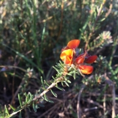 Pultenaea subspicata (Low Bush-pea) at Latham, ACT - 30 Oct 2018 by LWenger