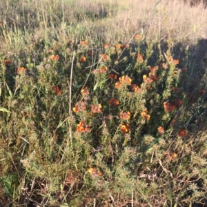 Pultenaea subspicata at Latham, ACT - 30 Oct 2018