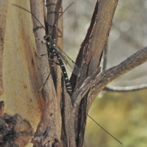 Ichneumonidae (family) at Cotter River, ACT - 30 Oct 2018 01:49 PM