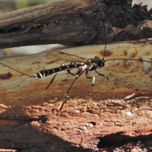 Ichneumonidae (family) at Cotter River, ACT - 30 Oct 2018 01:49 PM