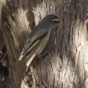 Pardalotus striatus at Gungahlin, ACT - 16 Oct 2018 08:16 AM