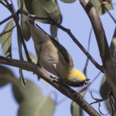 Pardalotus striatus at Gungahlin, ACT - 16 Oct 2018 08:16 AM