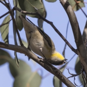 Pardalotus striatus at Gungahlin, ACT - 16 Oct 2018 08:16 AM