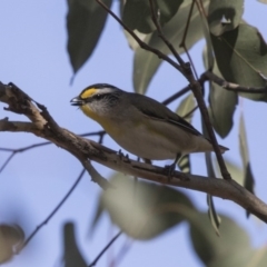 Pardalotus striatus at Gungahlin, ACT - 16 Oct 2018 08:16 AM