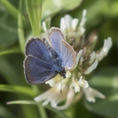 Zizina otis (Common Grass-Blue) at Gungahlin, ACT - 15 Oct 2018 by Alison Milton