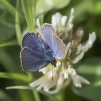 Zizina otis (Common Grass-Blue) at Gungahlin, ACT - 15 Oct 2018 by Alison Milton