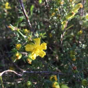 Hibbertia calycina at Macgregor, ACT - 30 Oct 2018 06:20 PM