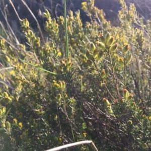 Hibbertia calycina at Macgregor, ACT - 30 Oct 2018 06:20 PM