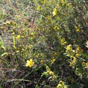 Hibbertia calycina at Macgregor, ACT - 30 Oct 2018 06:20 PM