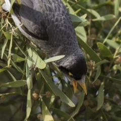 Manorina melanocephala (Noisy Miner) at Gungahlin, ACT - 15 Oct 2018 by Alison Milton