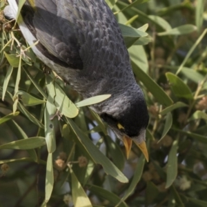 Manorina melanocephala at Gungahlin, ACT - 16 Oct 2018