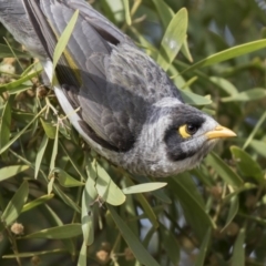 Manorina melanocephala at Gungahlin, ACT - 16 Oct 2018