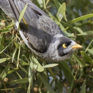 Manorina melanocephala at Gungahlin, ACT - 16 Oct 2018