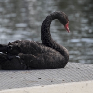 Cygnus atratus at Gungahlin, ACT - 16 Oct 2018