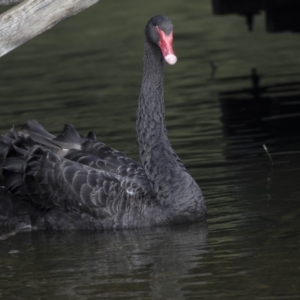 Cygnus atratus at Gungahlin, ACT - 16 Oct 2018