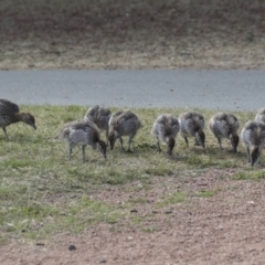 Chenonetta jubata (Australian Wood Duck) at Gungahlin, ACT - 15 Oct 2018 by AlisonMilton