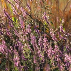 Lythrum salicaria (Purple Loosestrife) at Latham, ACT - 20 Jan 2018 by LWenger